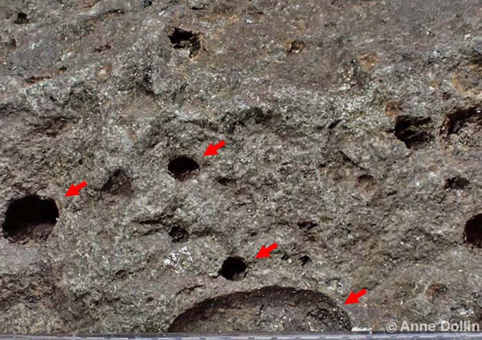 Macro photograph of Vesicular Basalt from near Bathurst, NSW. The milling properties of this stone type are improved by the many tiny holes (see red arrow) that it contains. These came from bubbles of gas trapped in the stone. 