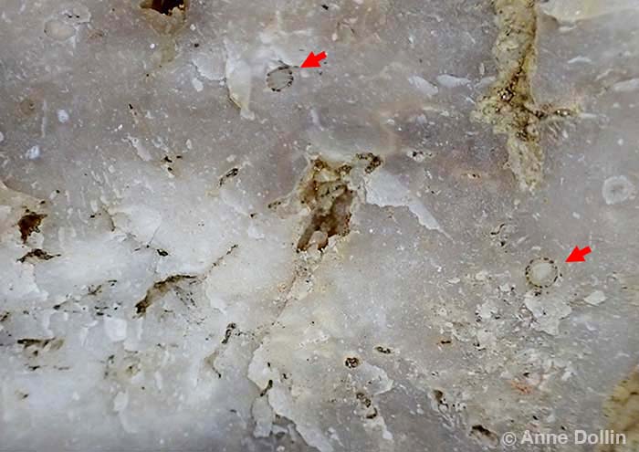 French Burr Stone is a hard chert stone with tiny round fossils in it.