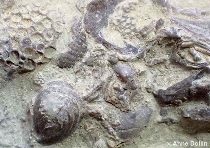 Macro photograph showing grey limestone rock studded with coral pieces and shells in a sample of Fossiliferous Limestone from West Midlands, UK.