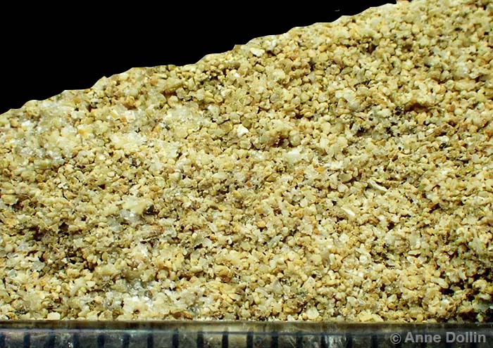 A macro photograph showing the pale brown calcium carbonate grains that make up Calcarenite Limestone on Norfolk Island.