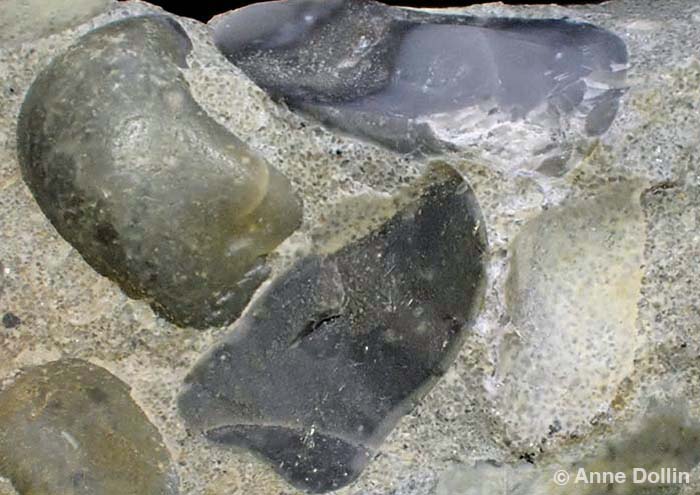 Macro photograph by Anne Dollin of Puddingstone from Hertfordshire, UK. It has large, dark blue grey to greenish grey, rounded pebbles embedded in a pale matrix containing numerous small particles. 